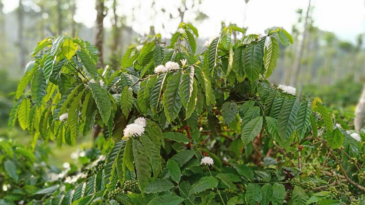 The Suvistara Wayanad Kerala Bed & Breakfast Meenangadi Bagian luar foto